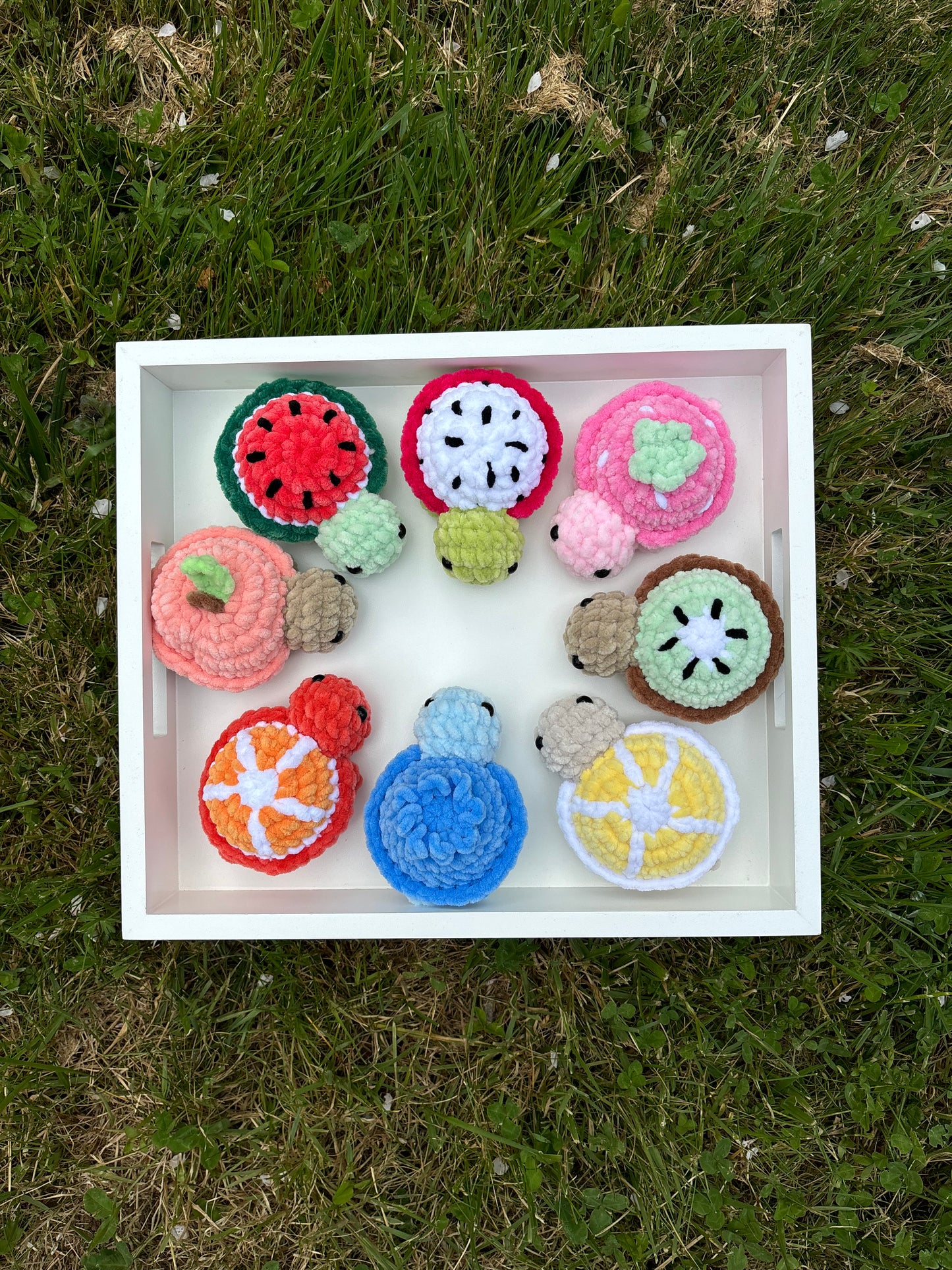 Tortue fruit