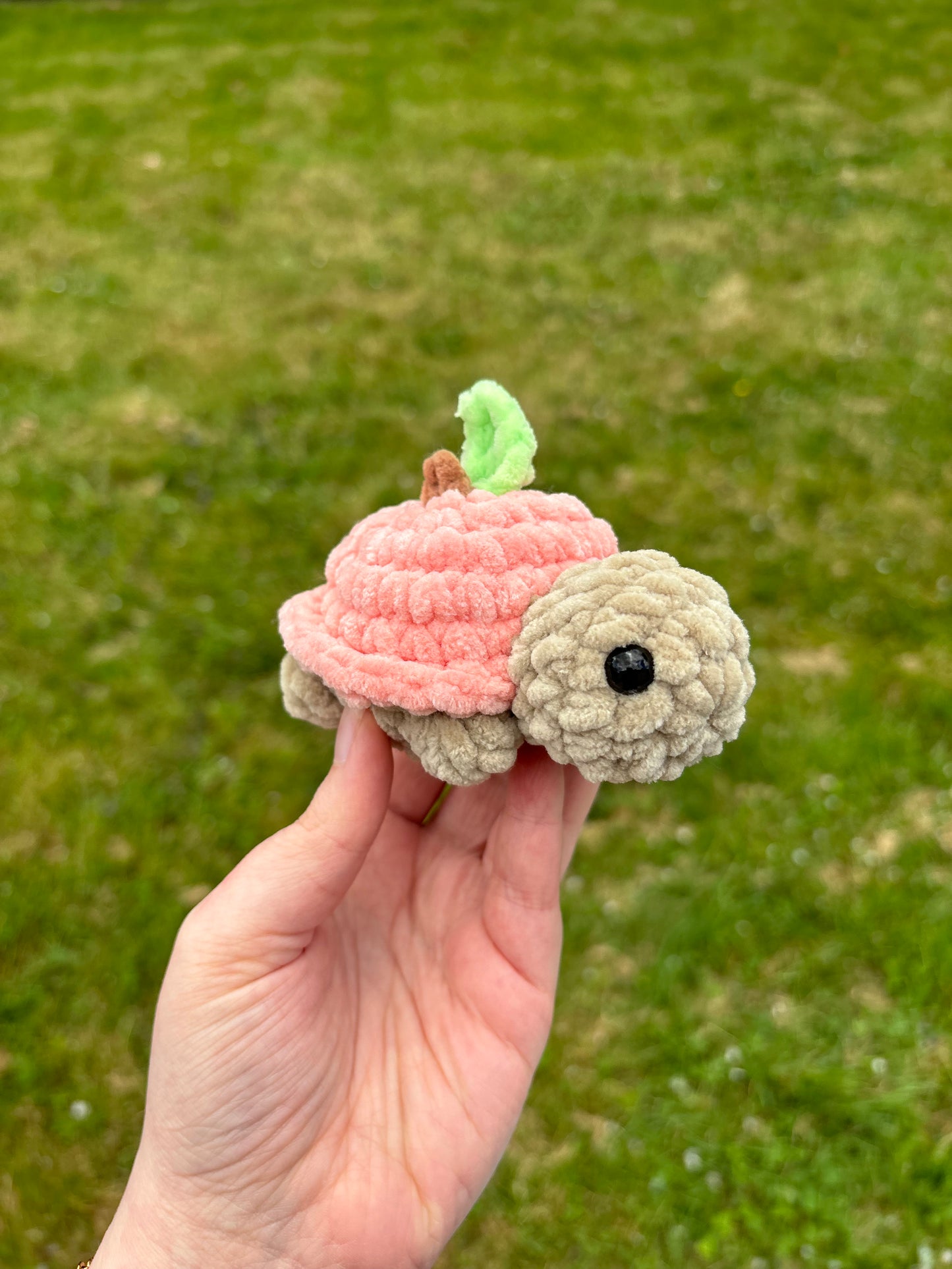 Tortue fruit