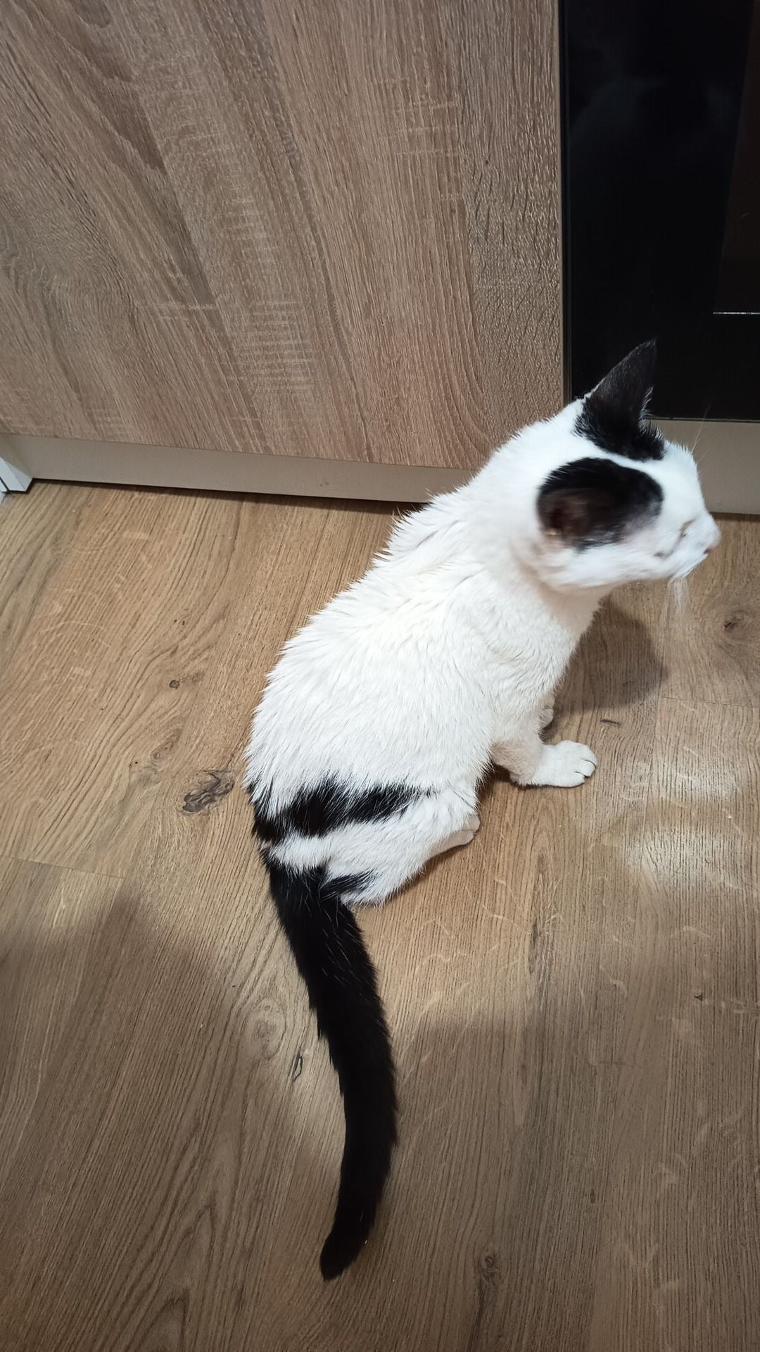 Commande chat personnalisé