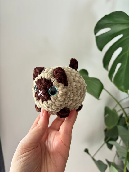 Mini chat brioche