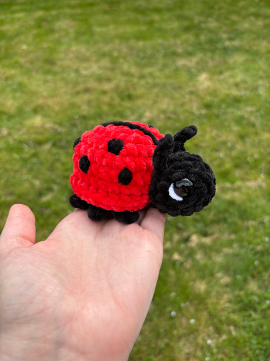 Coccinelle