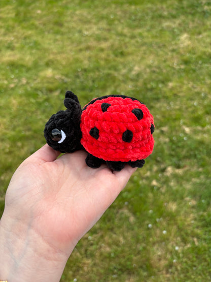 Coccinelle