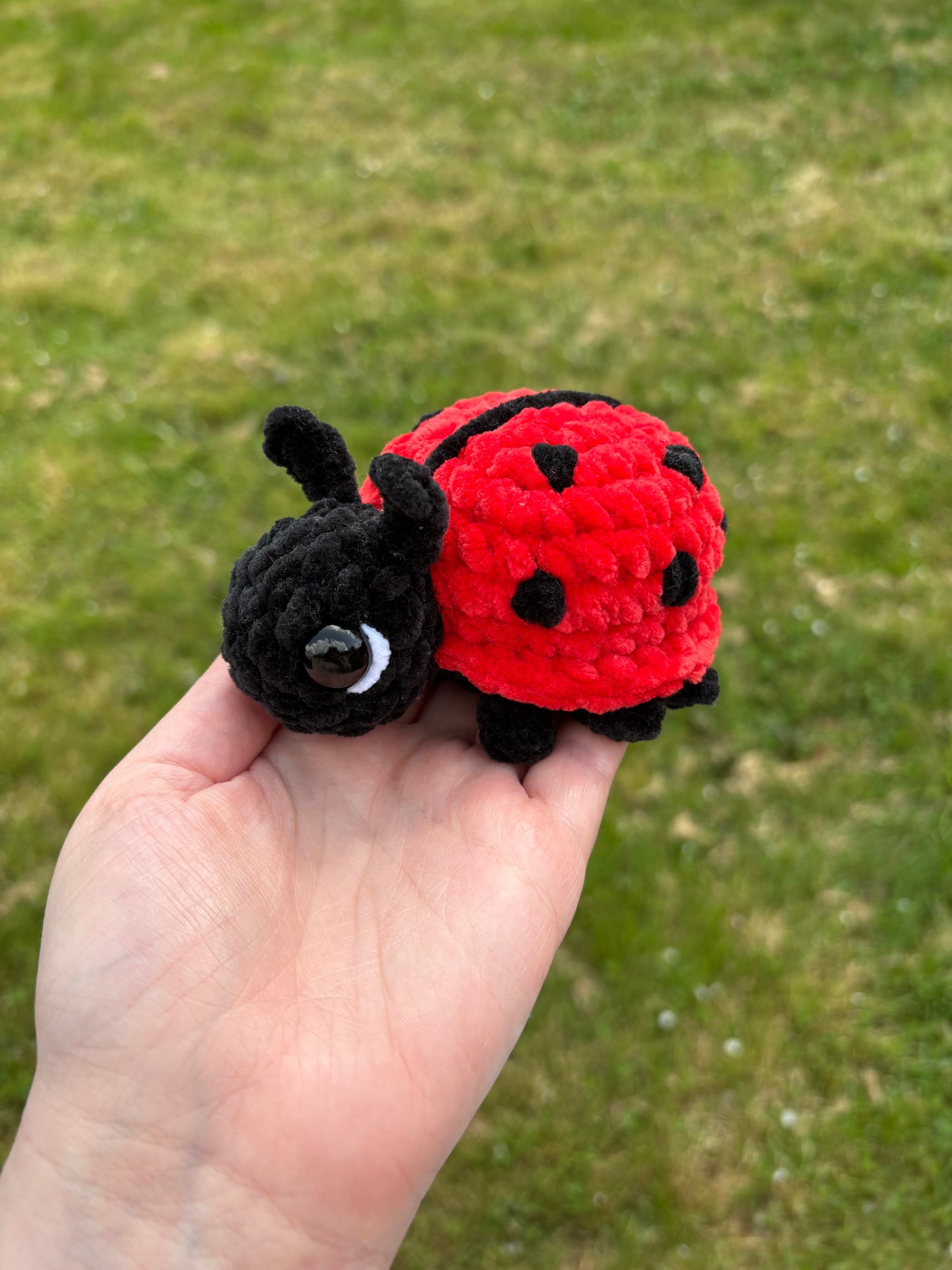 Coccinelle
