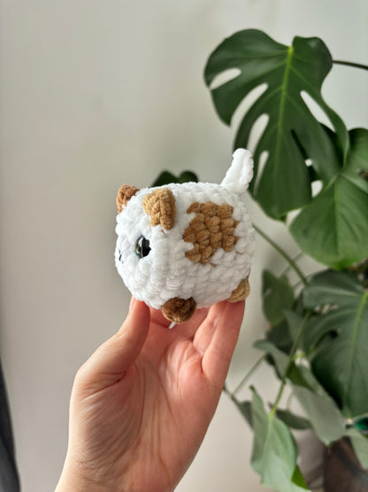 Mini chat brioche