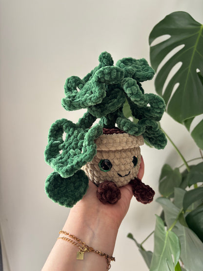 Monstera