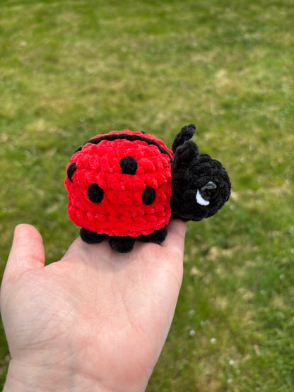 Coccinelle